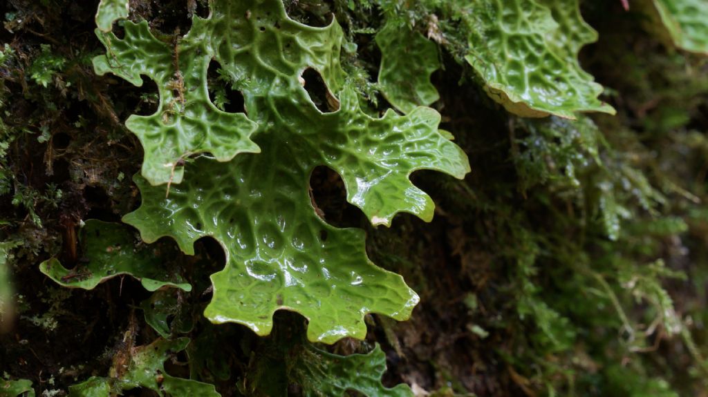 Identificazione licheni